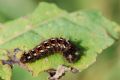 Acronicta rumicis